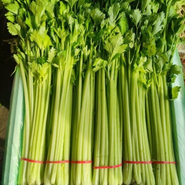 精品香芹，持续供应，全国发货