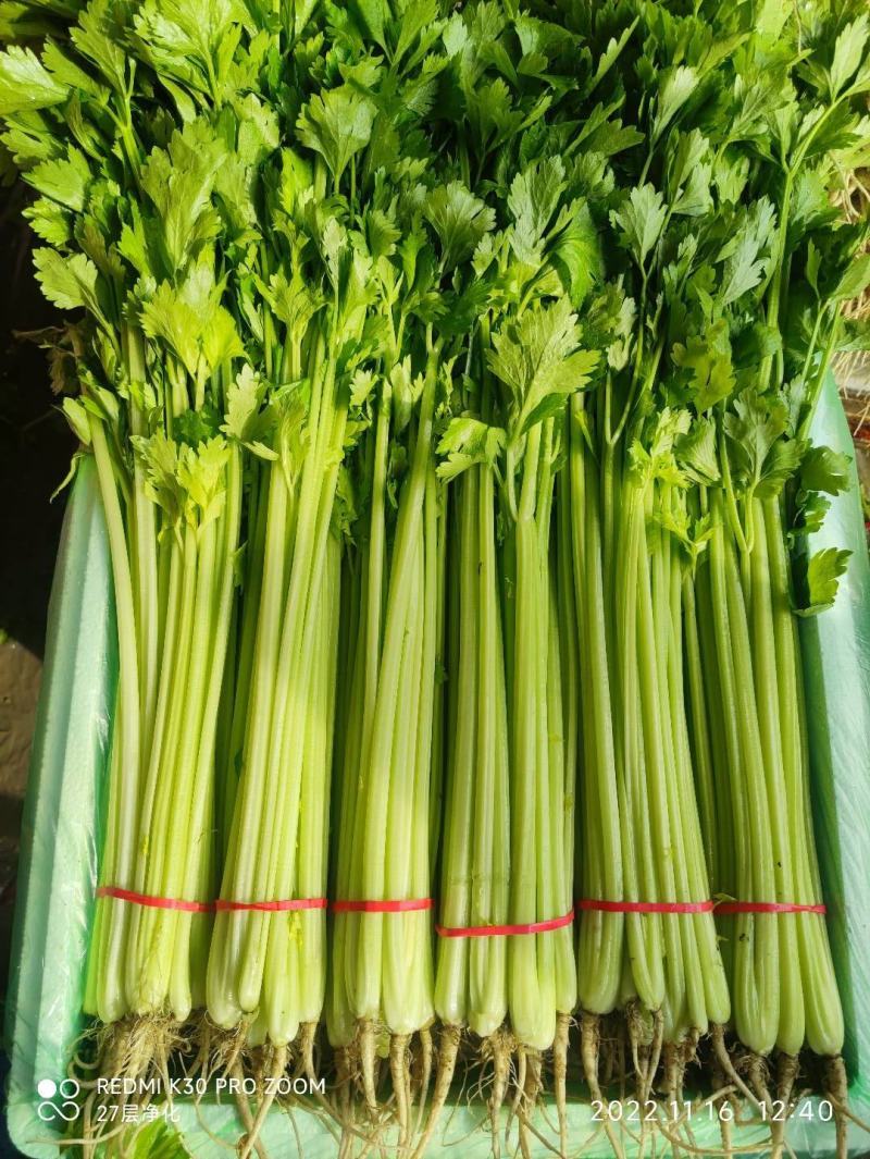 精品香芹，持续供应，全国发货