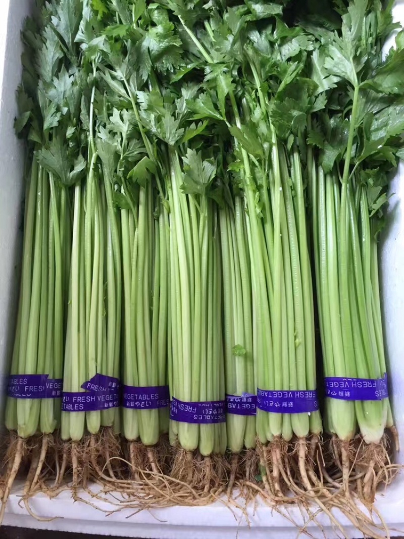 精品香芹，持续供应，全国发货