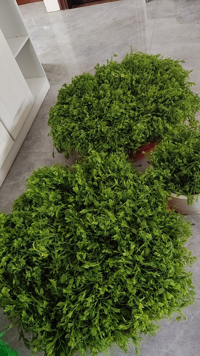 赤苍藤每天新鲜采摘精品现货