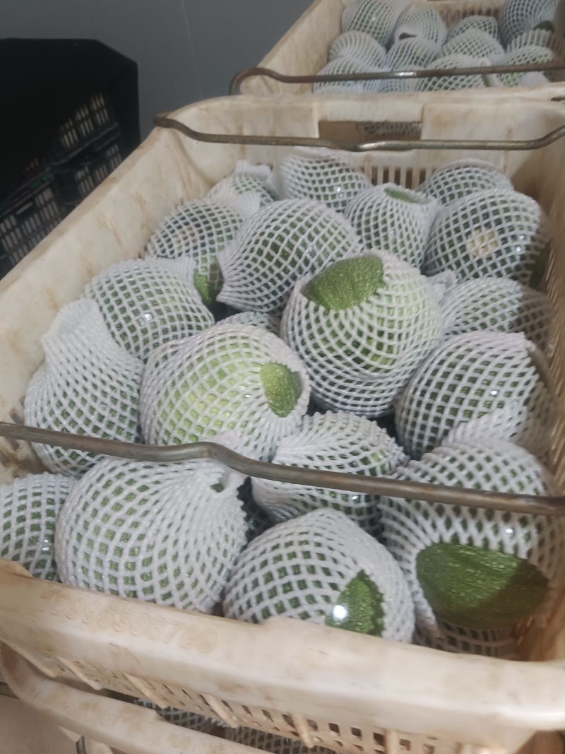 三叶瓜