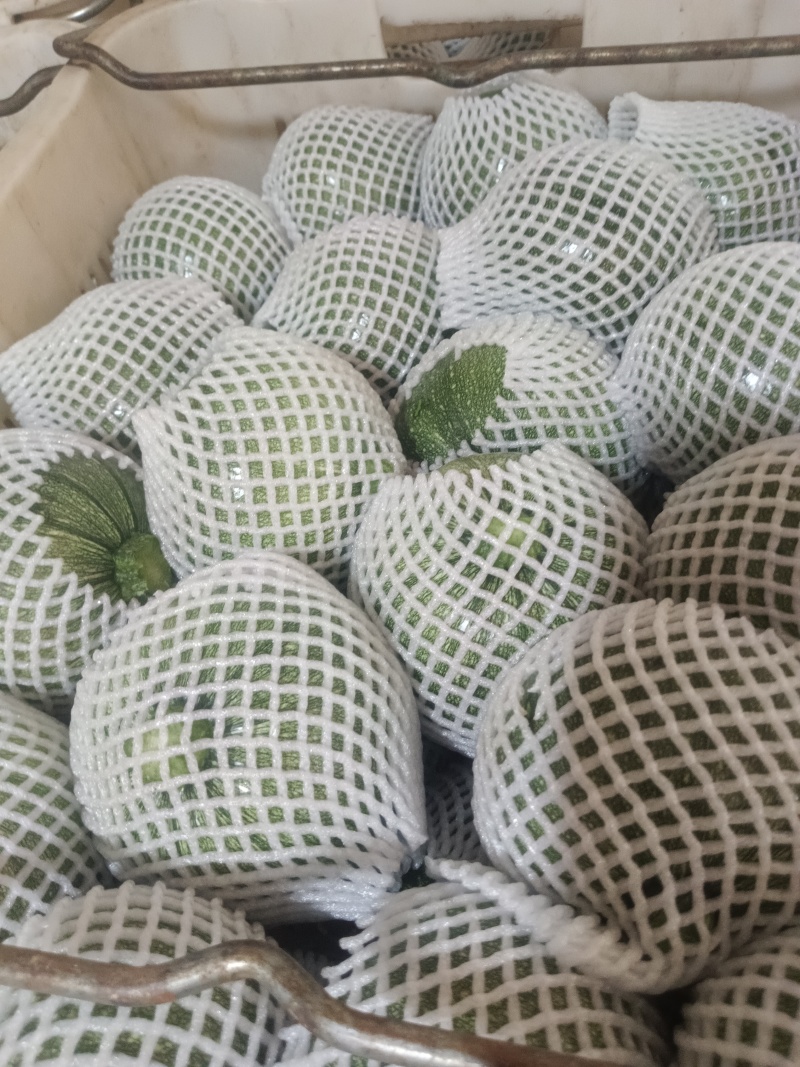 三叶瓜