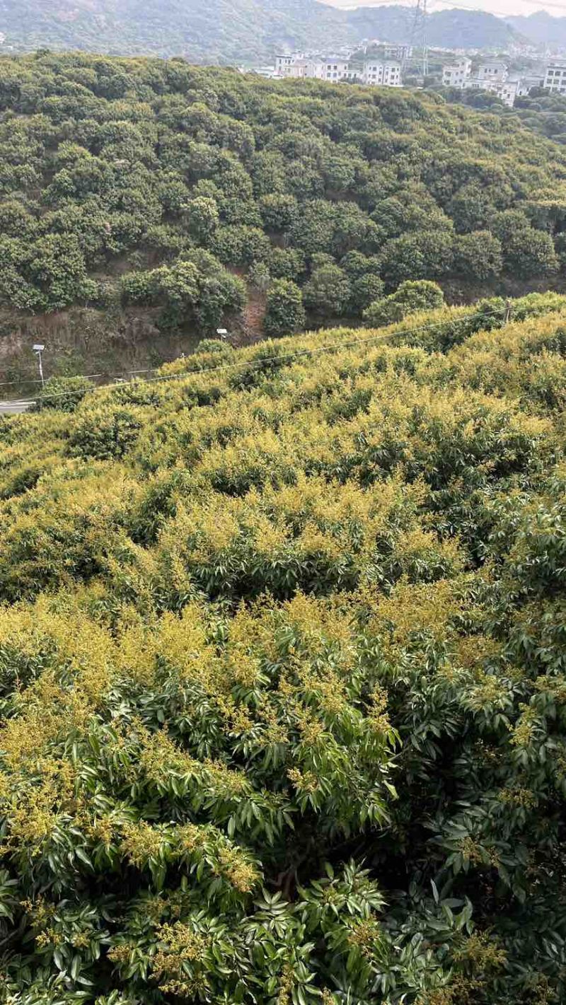 2025年高州荔枝预售全品种产地直发招代理、电商一件代发顺丰