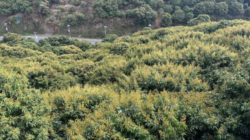 2025年高州荔枝预售全品种产地直发招代理、电商一件代发顺丰