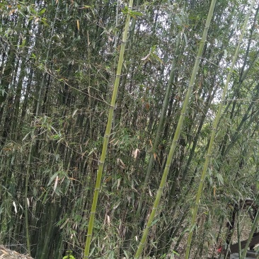 红竹苗