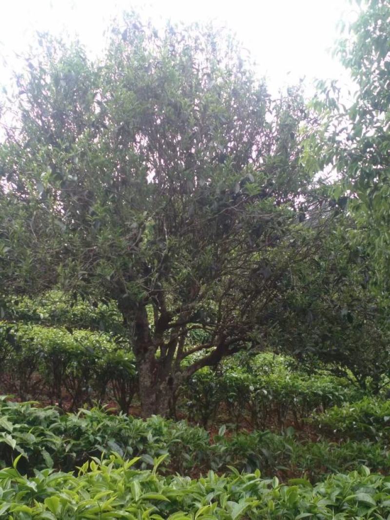 酸枣树古树茶