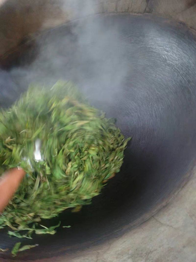 酸枣树古树茶