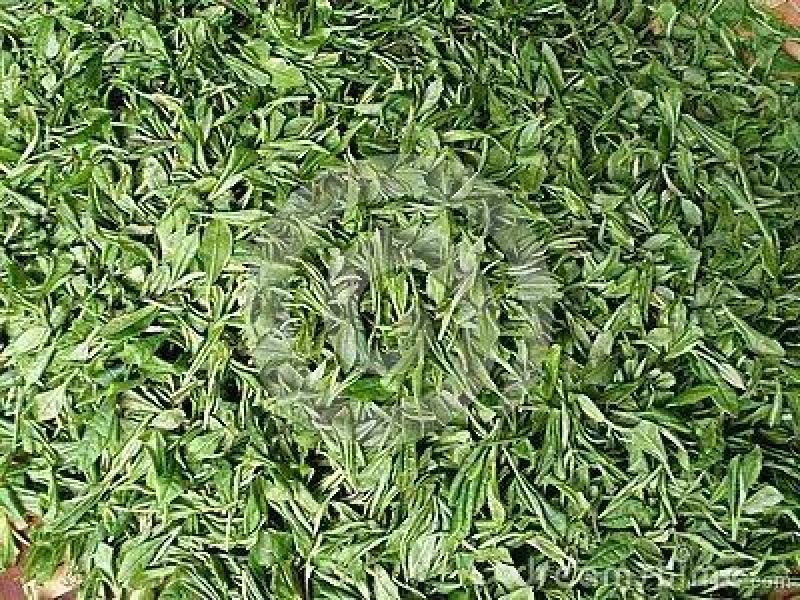 酸枣树古树茶