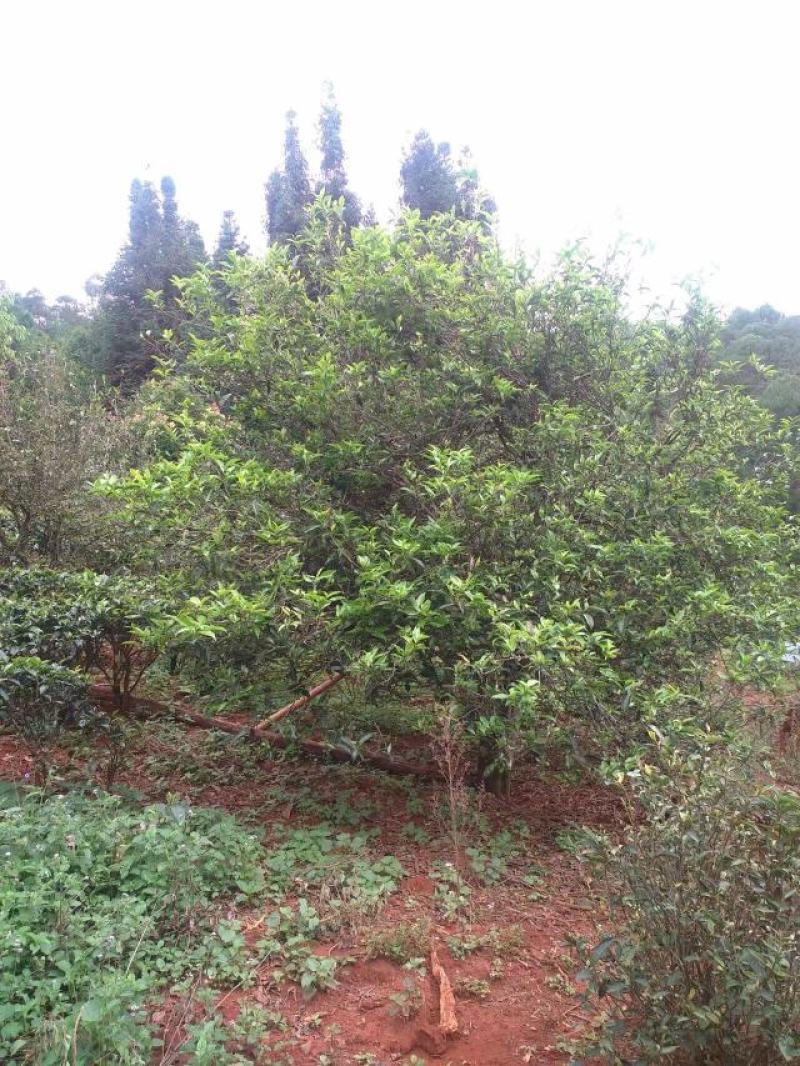 酸枣树古树茶