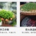信阳毛尖茶叶2026年明前新茶产地直发散装包邮