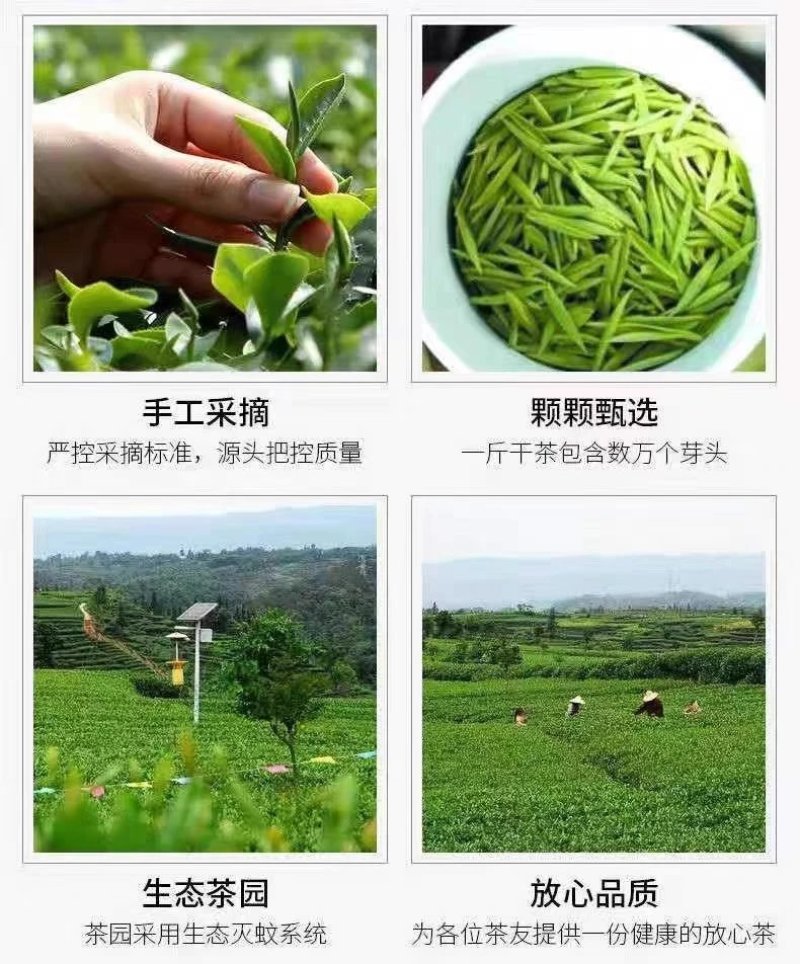 信阳毛尖茶叶2026年明前新茶产地直发散装包邮