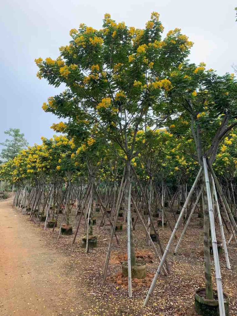 黄花槐2-10分，大量低价出售