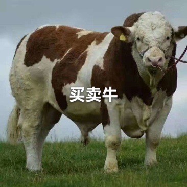 长年带客户买西门塔尔公母牛大小牛我们这都有想买牛的打电话说