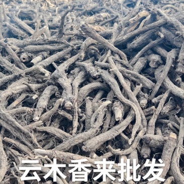 云南云木香