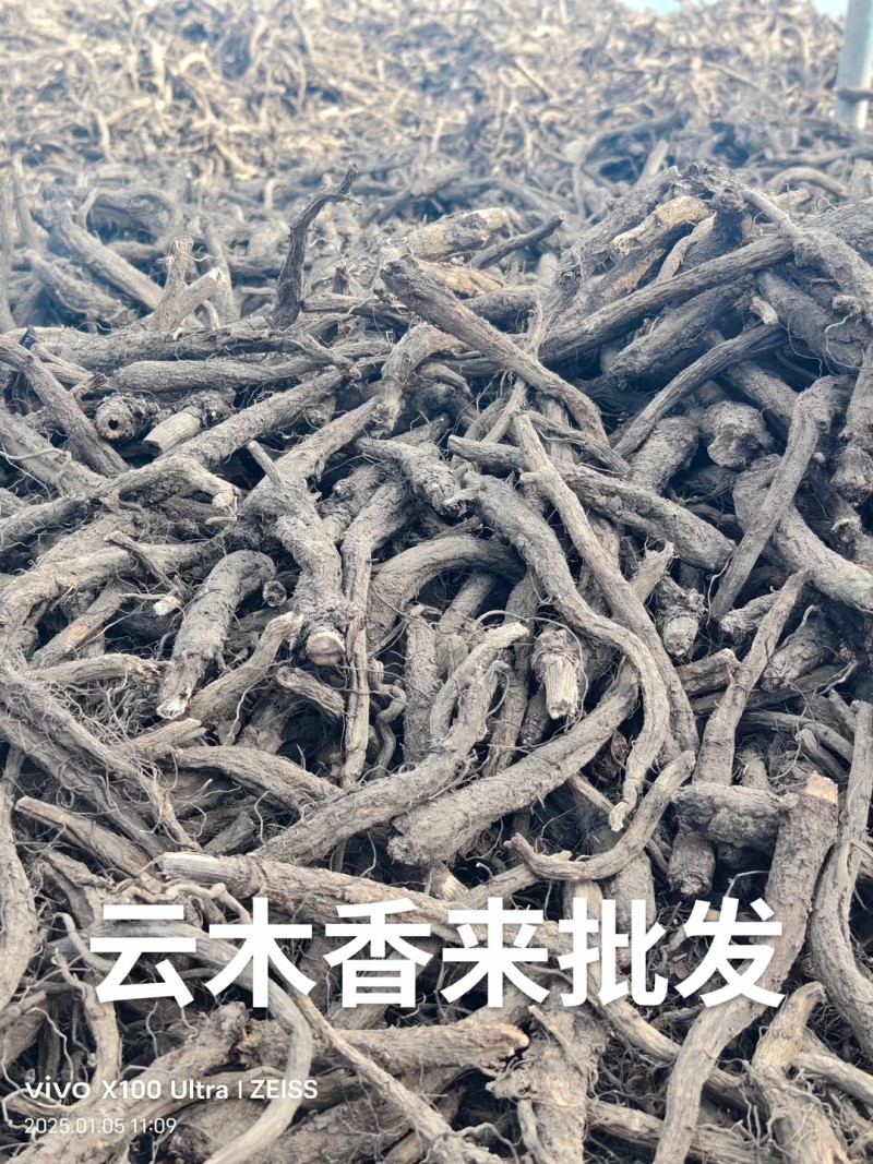 云南云木香