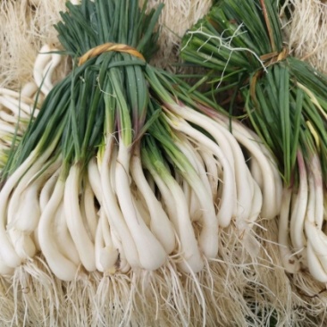 藠头