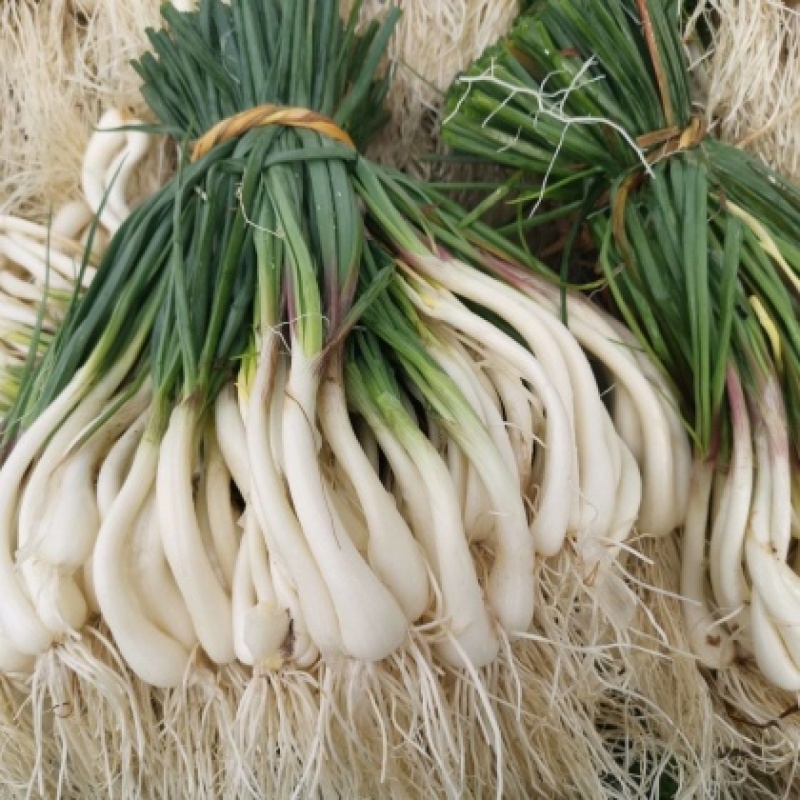 藠头