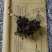 海藻中药材无硫药用海藻干落首海萝乌菜，质量保证
