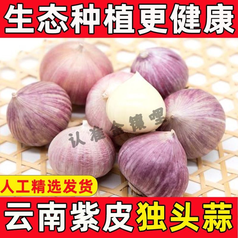 云南独头蒜