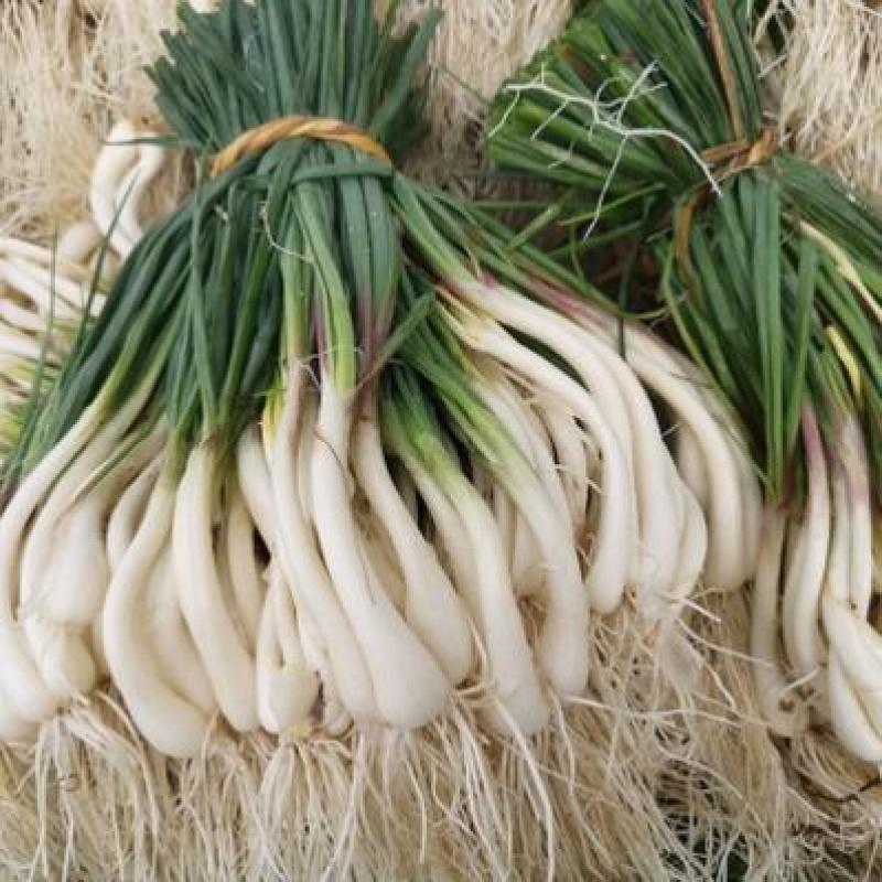 蕌头