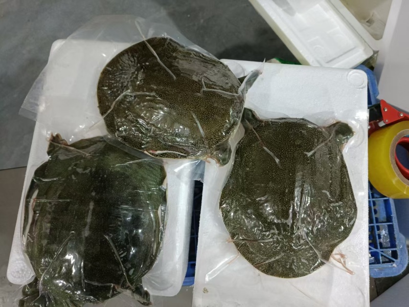 生猛甲鱼12元一斤起，冻品甲鱼13·5元一斤起