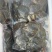 生猛甲鱼12元一斤起，冻品甲鱼13·5元一斤起