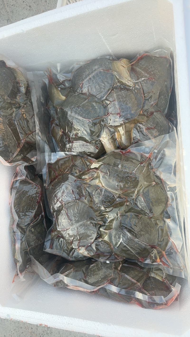 生猛甲鱼12元一斤起，冻品甲鱼13·5元一斤起