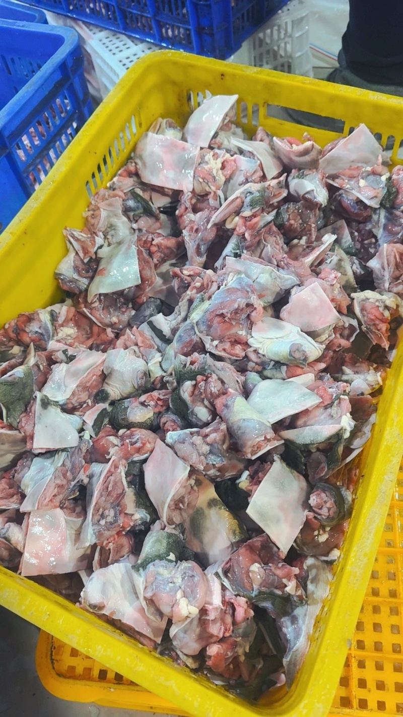 生猛甲鱼12元一斤起，冻品甲鱼13·5元一斤起