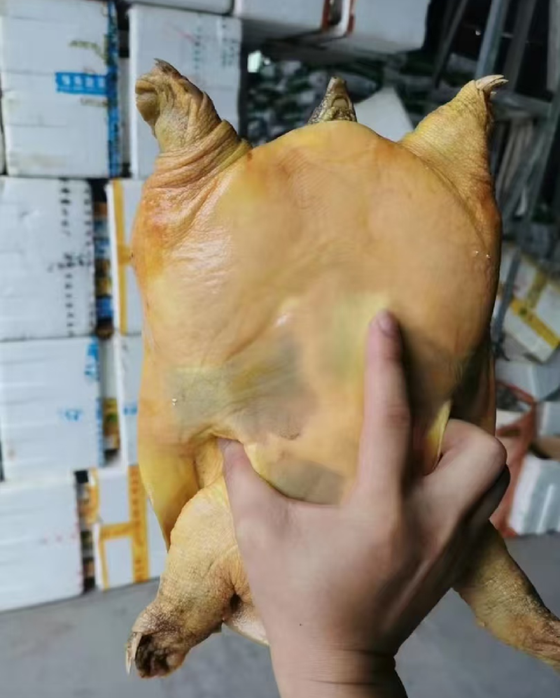 生猛甲鱼12元一斤起，冻品甲鱼13·5元一斤起