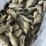 大量野生鲫鱼，可零售，可批发
