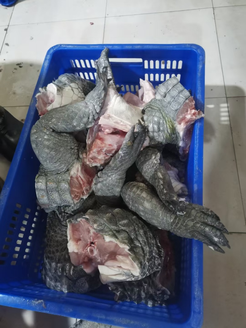鳄鱼
