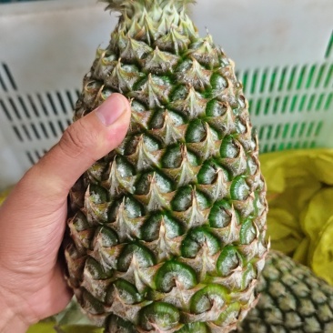 凤梨，各种品种，支持大批量发货，电商一件代发、社区团购
