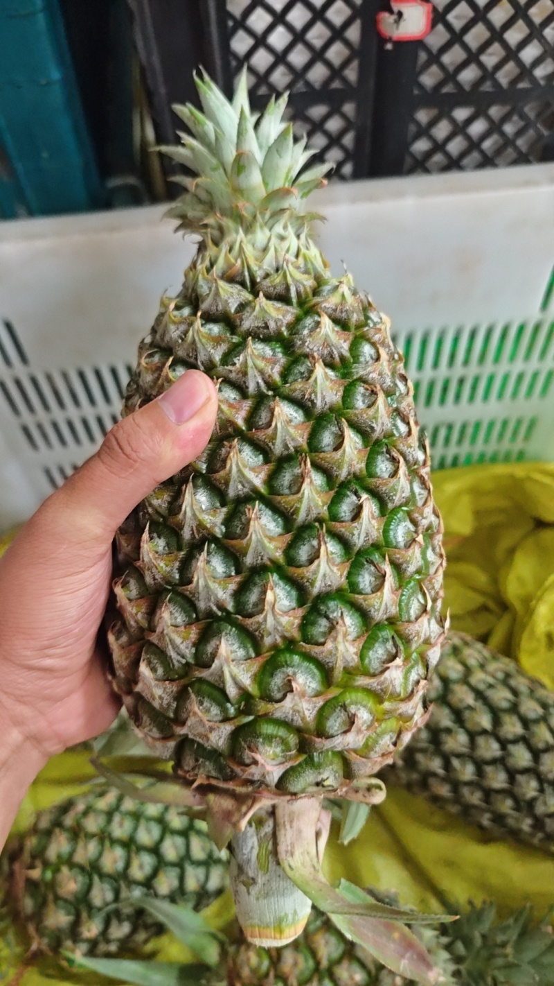 凤梨，各种品种，支持大批量发货，电商一件代发、社区团购