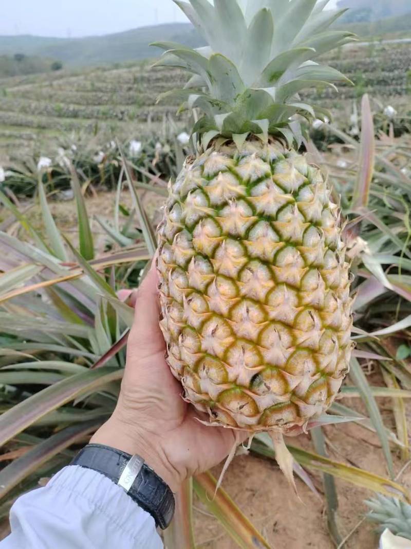 凤梨，各种品种，支持大批量发货，电商一件代发、社区团购