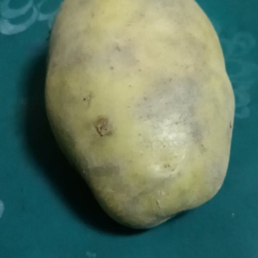 土豆