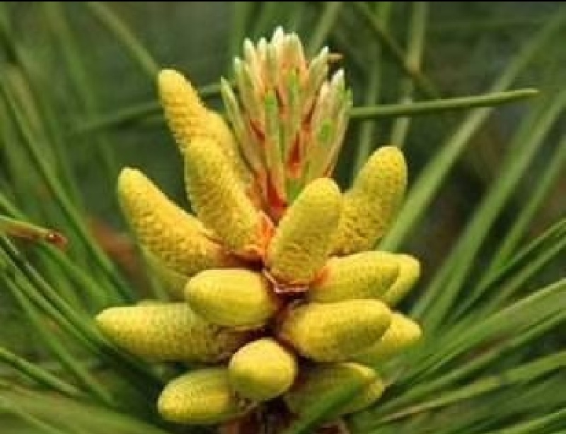 松花粉新货