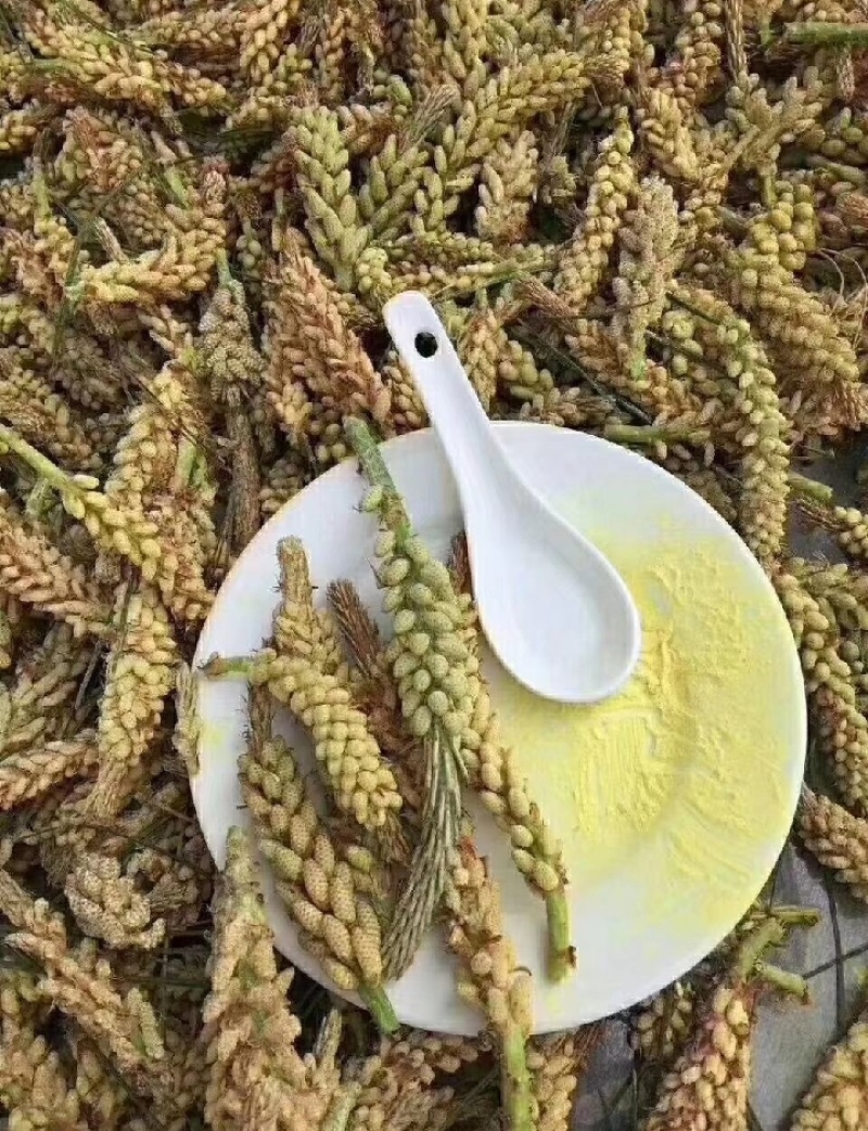 松花粉新货