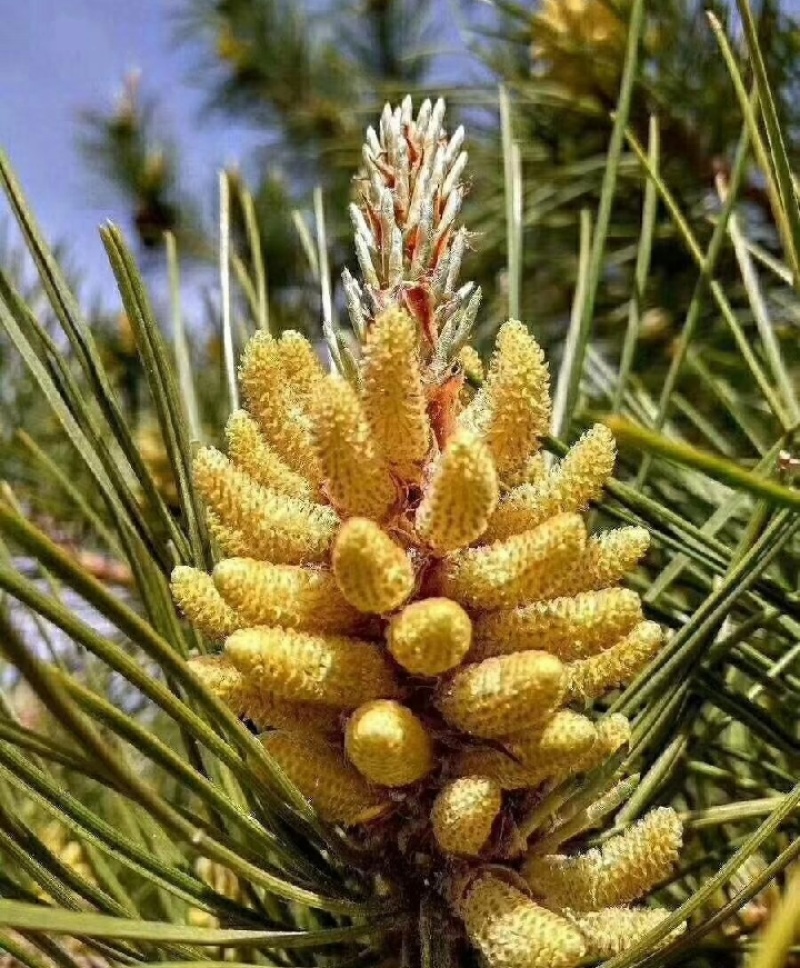 松花粉新货