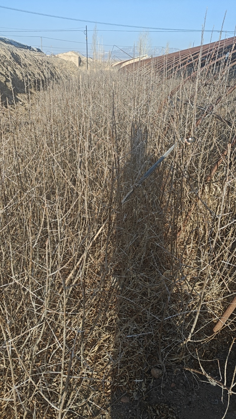 打果沙棘苗