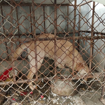 拉布拉多犬