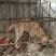 拉布拉多犬
