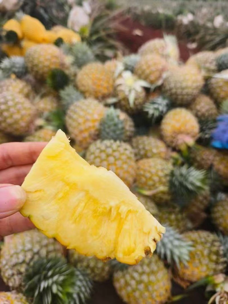 芒果凤梨
