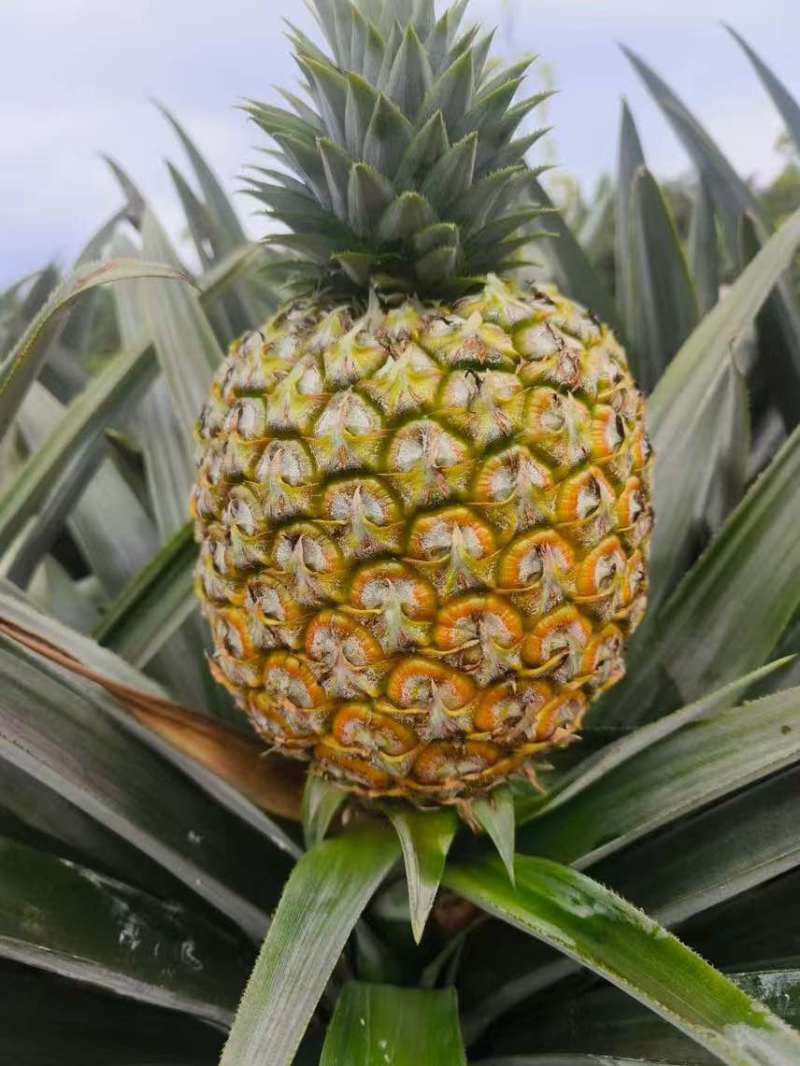 芒果凤梨