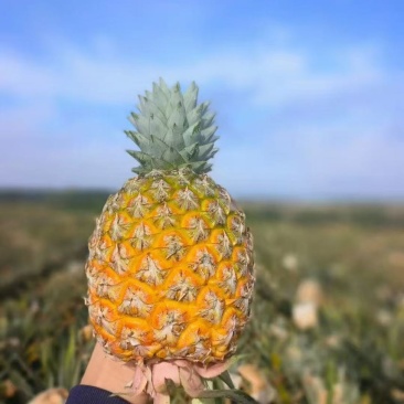 芒果凤梨