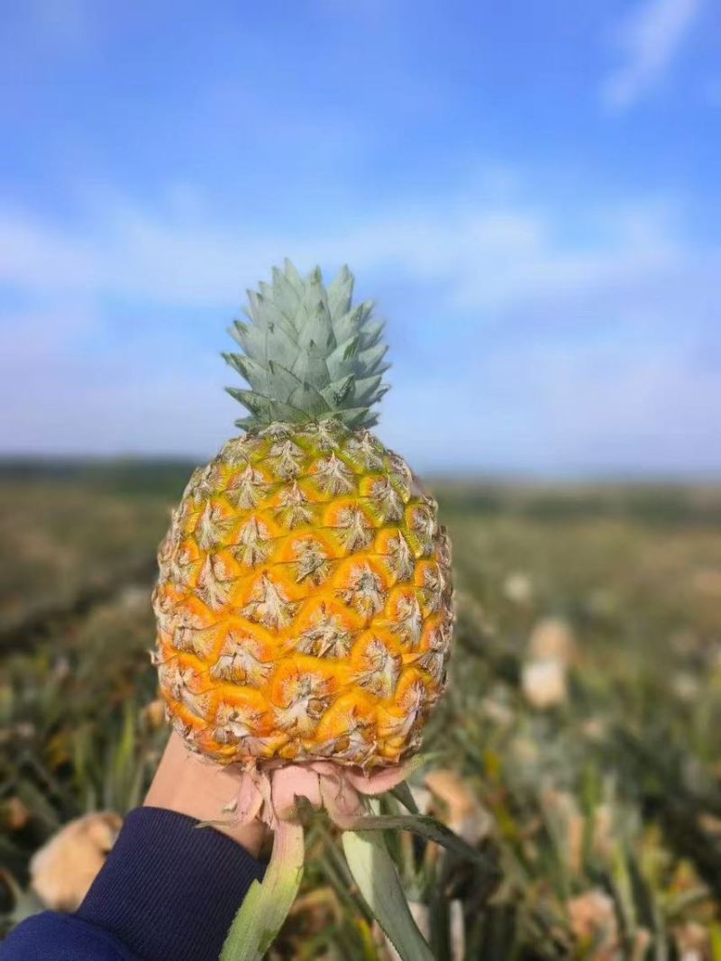 芒果凤梨
