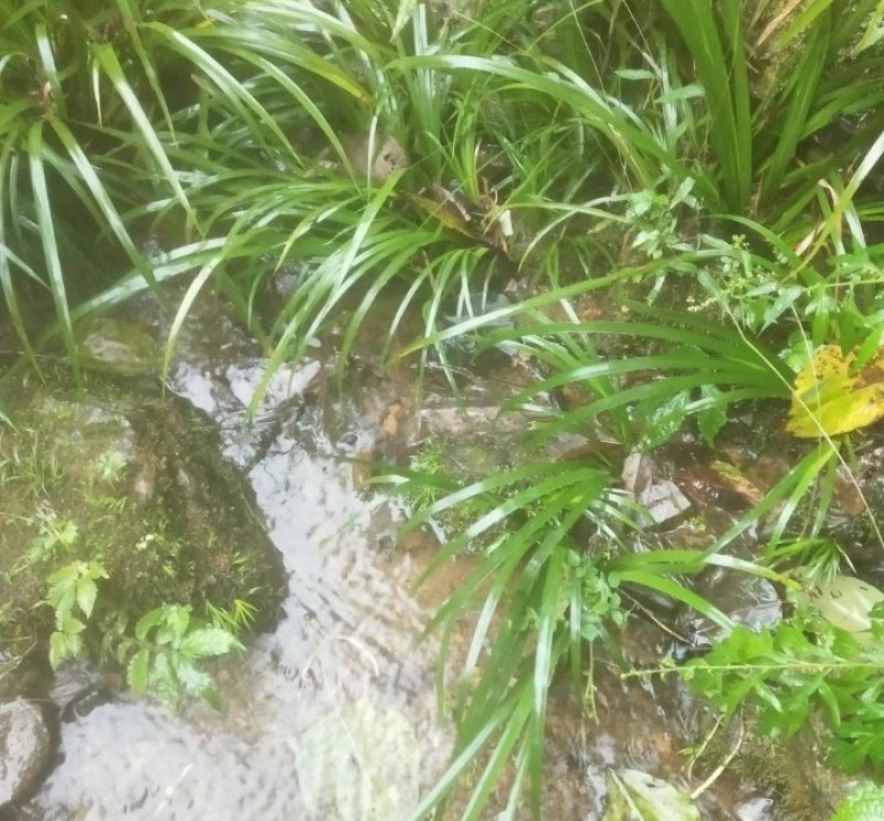 优质石昌蒲种苗