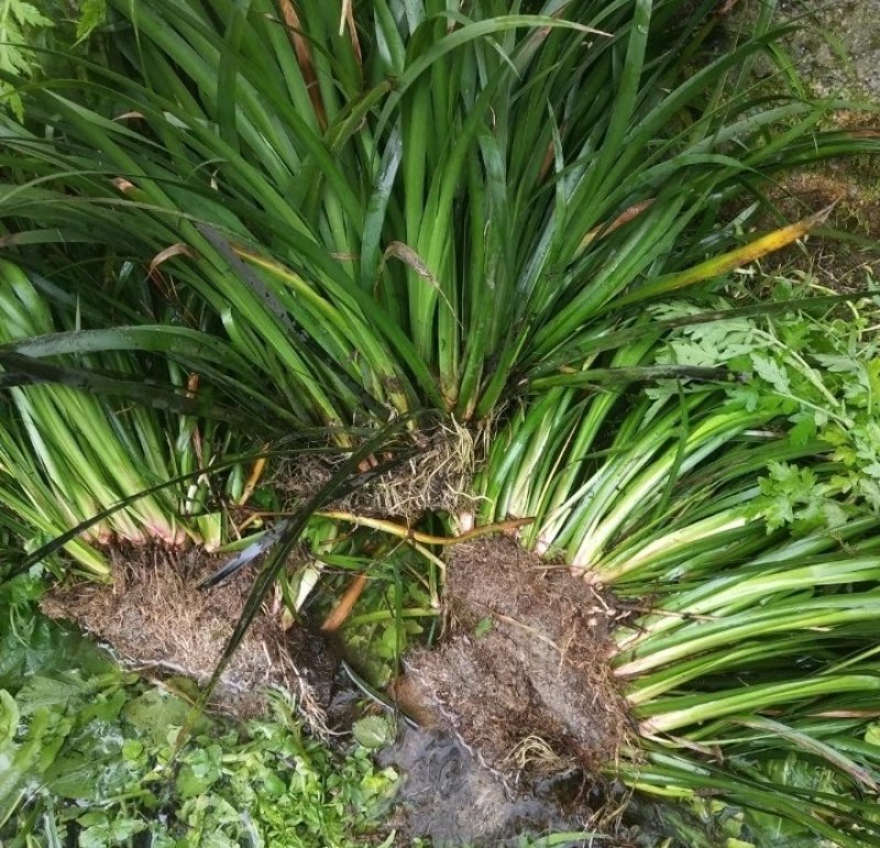 优质石昌蒲种苗