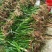 优质石昌蒲种苗