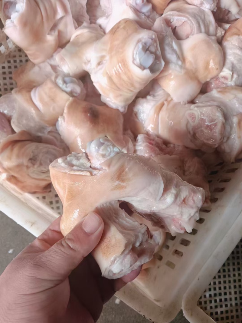 肥‮猪猪‬蹄块有货！！火烧毛，免洗。免洗！！！非‮非干净常