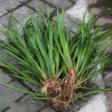 四川红心宽叶石菖蒲新鲜种植带泥现挖带根正宗现发